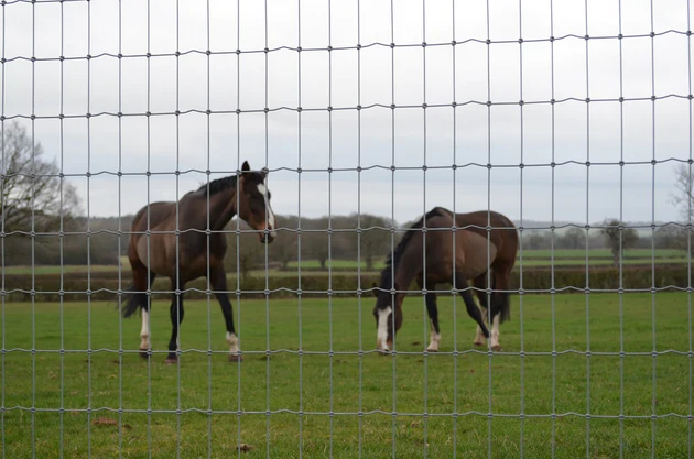Looking through a length of X-Fence horse netting installed by Sussex Stables, June 2023. 2 horses are in the background.